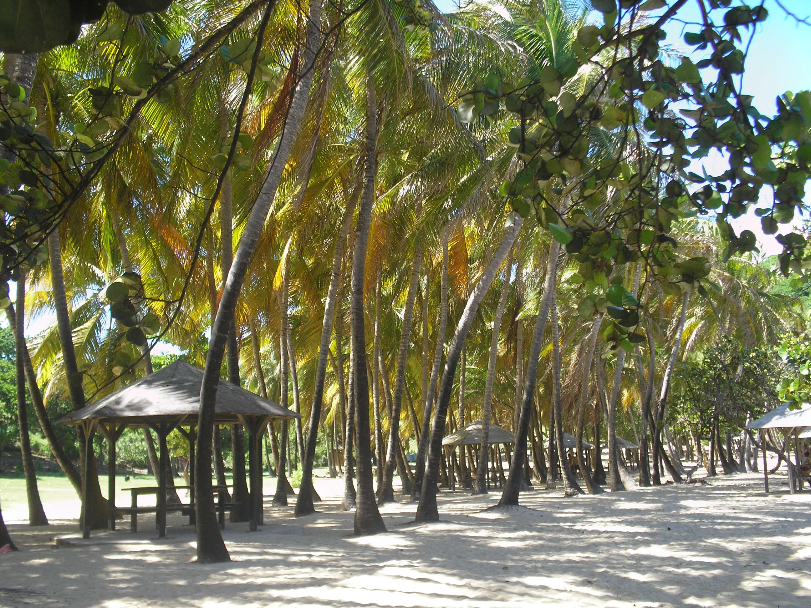 Guadeloupe (77).JPG